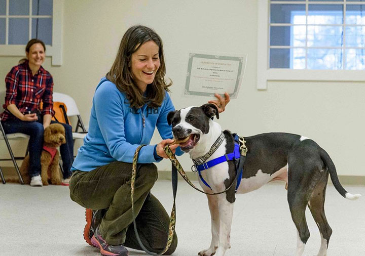 Domino the adoptable dog