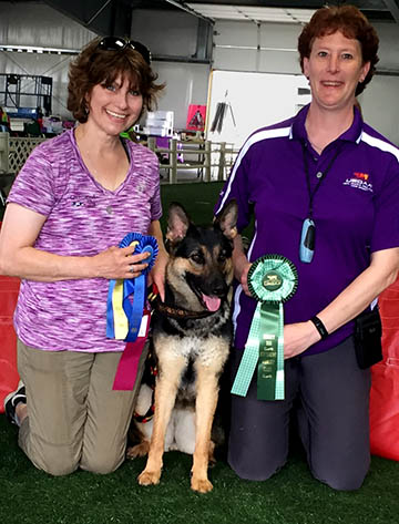Xary Agility Dog